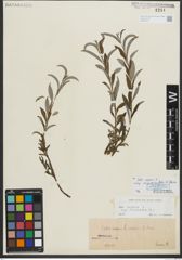 Foto von Salix repens subsp. rosmarinifolia (L.) Andersson